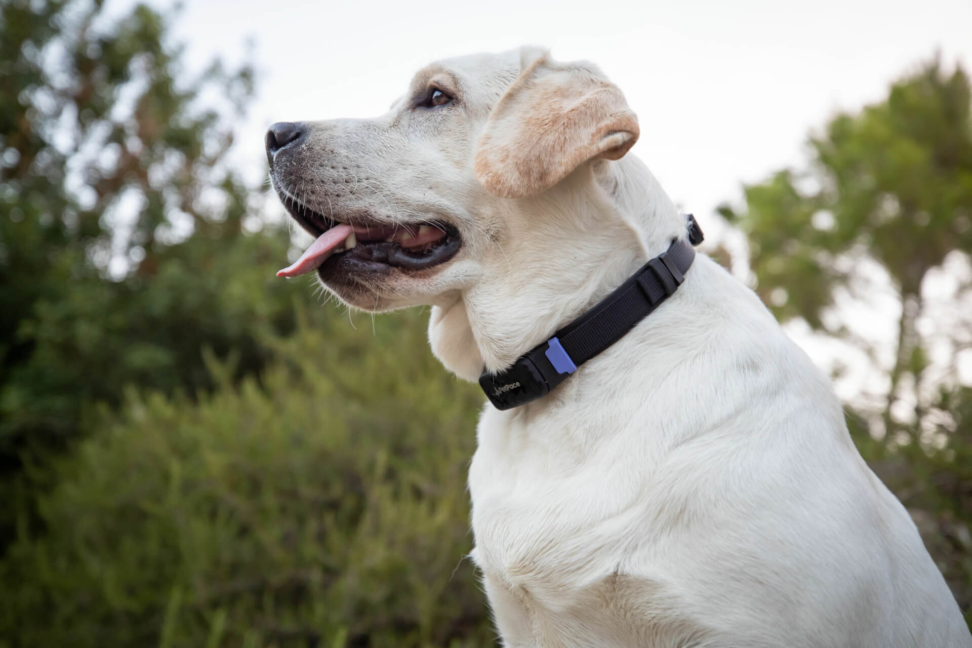 Petpace 2024 smart collar